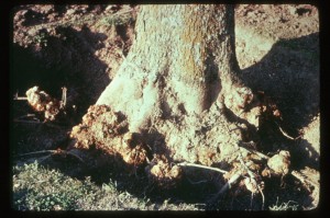 Figure 16: Galls on a mature tree